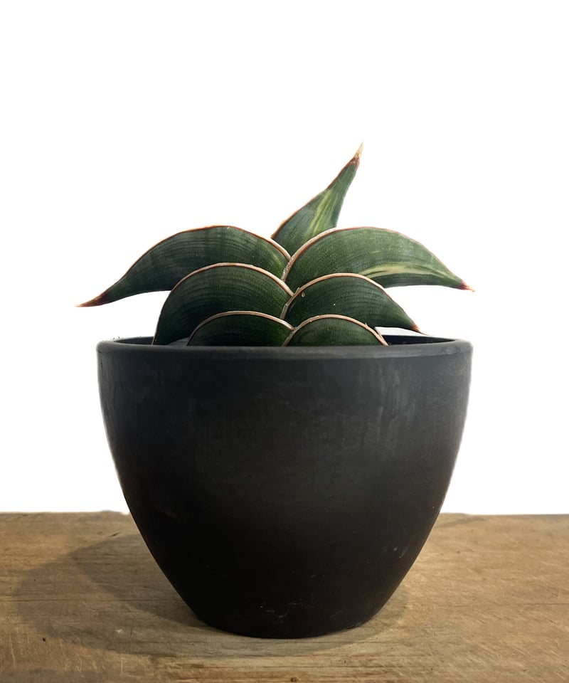 サンセベリア ロリダ 斑入り「Sansevieria rorida Var.」32G-1 | サンセベリア ロリダ 斑入り「Sansevieria rorida Var.」32G-1 |
