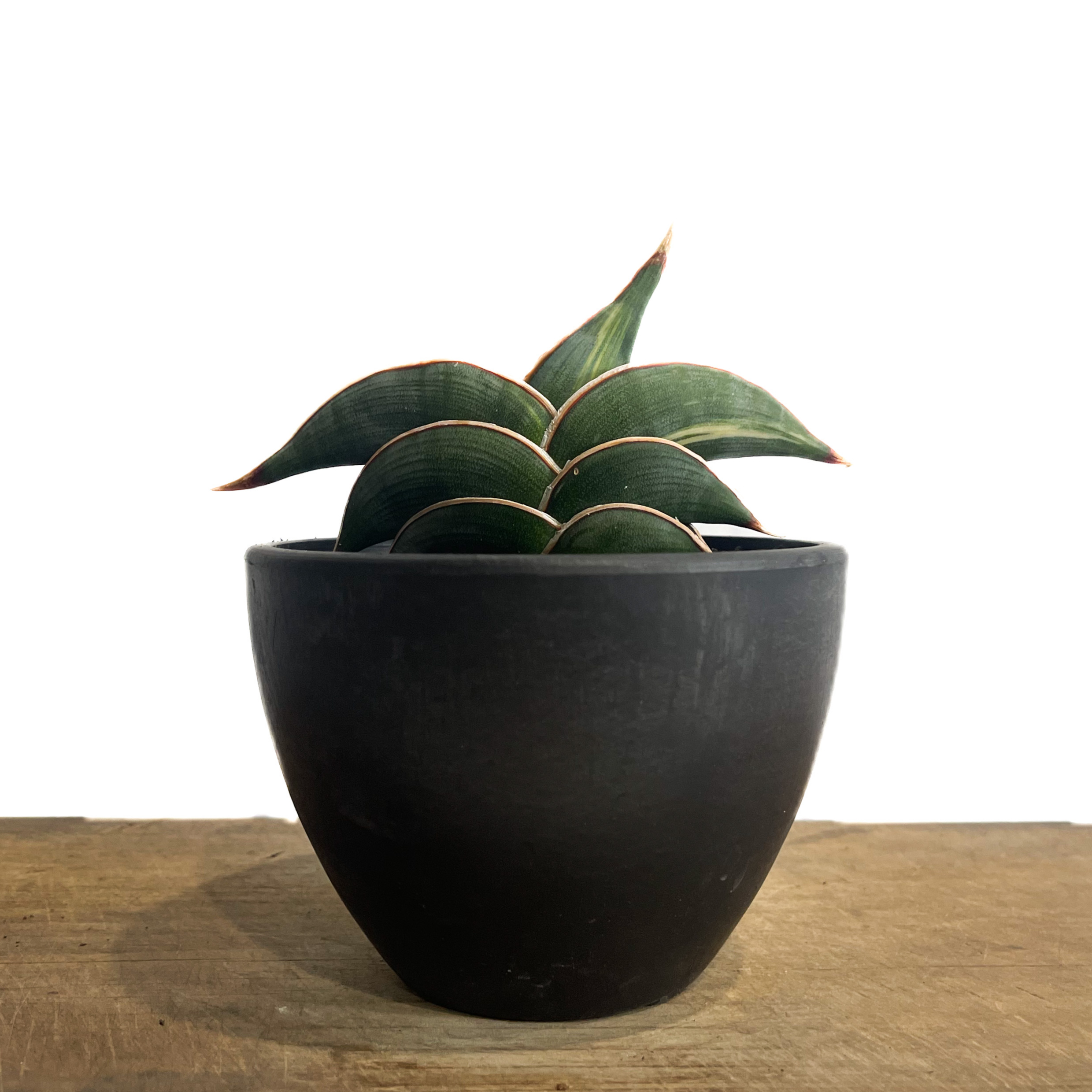 サンセベリア ロリダ 斑入り「Sansevieria rorida Var.」32G-1 |