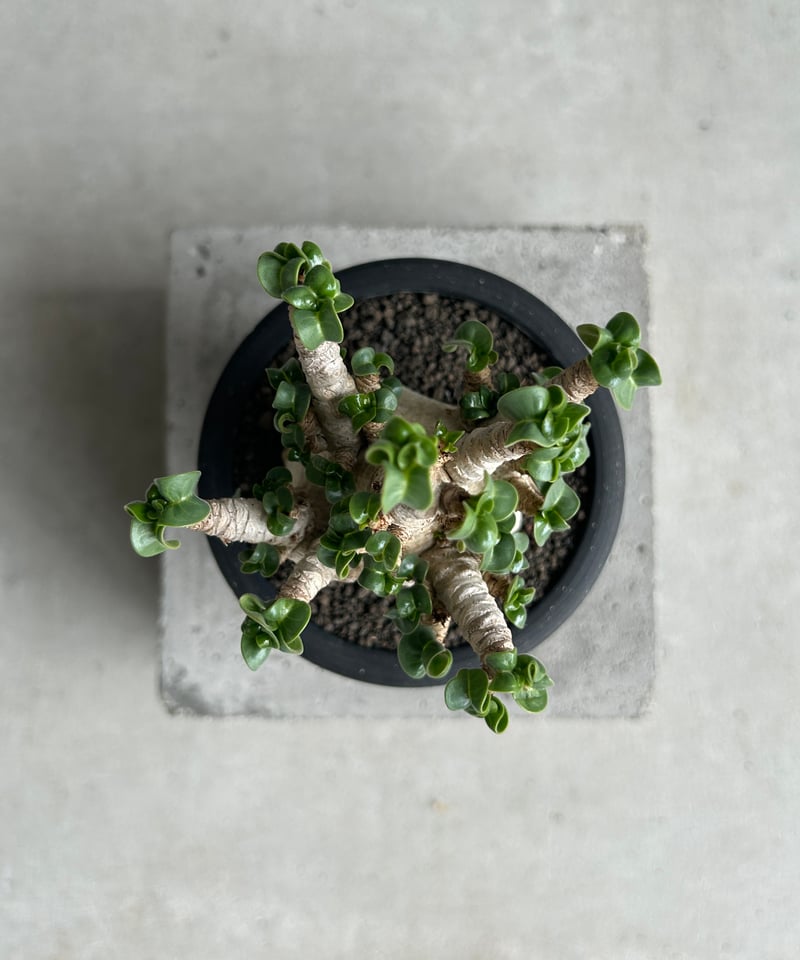 アデニウム メデューサ D.H.A (獅子葉) “選抜個体” 「Adenium Medusa