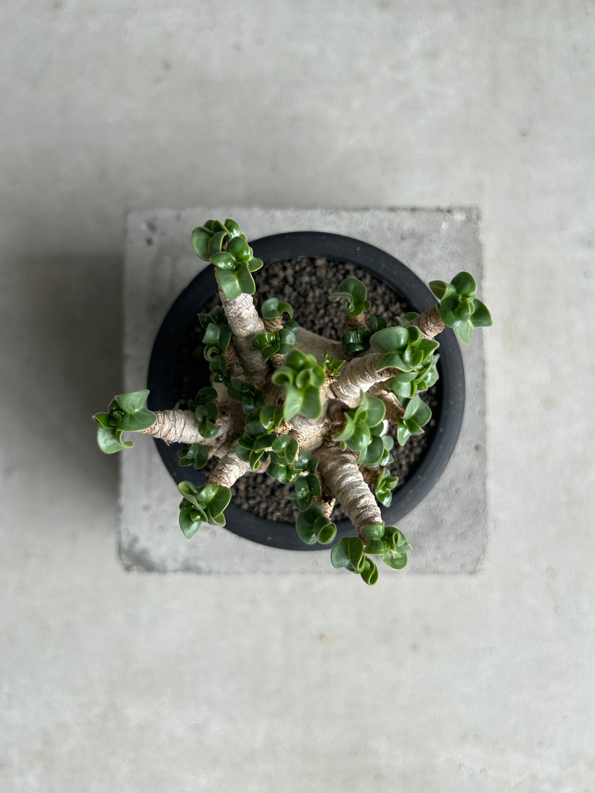 EMP アデニウム メデューサ D.H.A 獅子葉 / AD169 アデニウム メデューサD.H.A (獅子葉) + plantsmonsters pot 「Ad