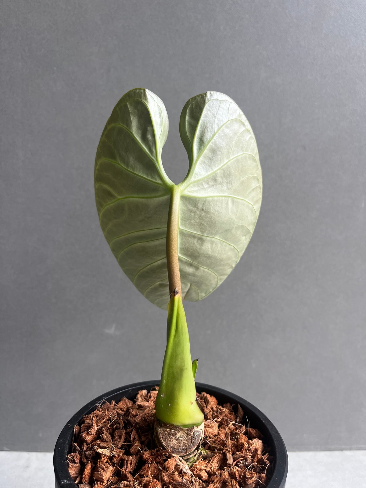 Anthurium regare アンスリウム　レガレ アンスリウム・レガレ / Anthurium Regale⑱│観葉植物