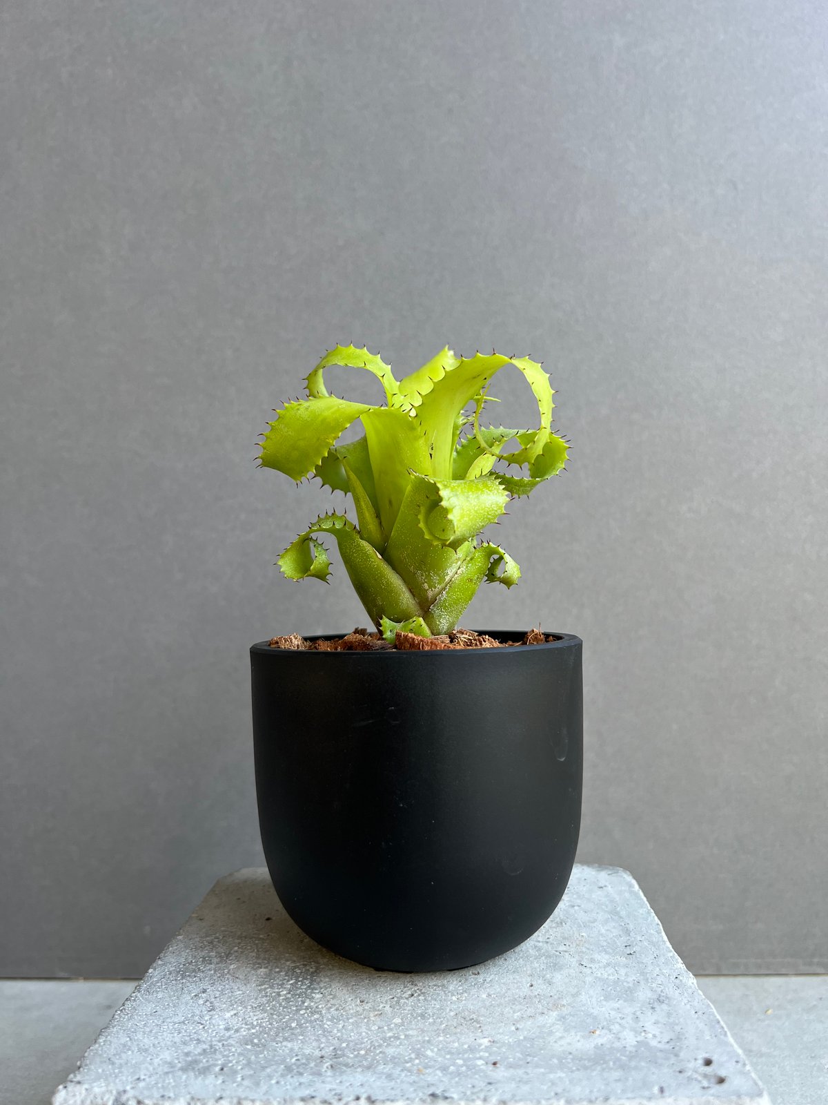 ネオレゲリア ムーレアナ 「Neoregelia mooreana」47E | SHOUCHI