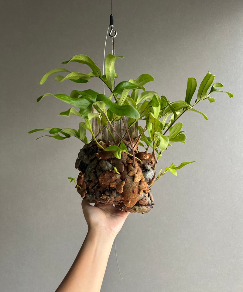レカノプテリス クルスタセア「Lecanopteris crustacea」63J | SHO