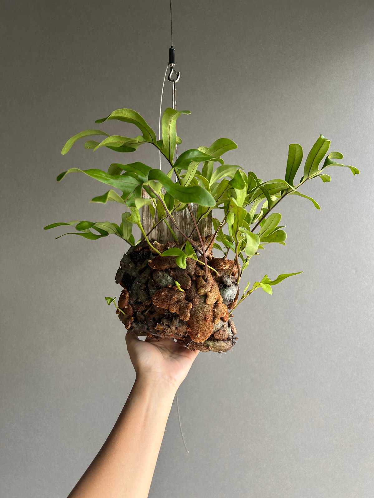 レカノプテリス クルスタセア「Lecanopteris crustacea」63J | SHO