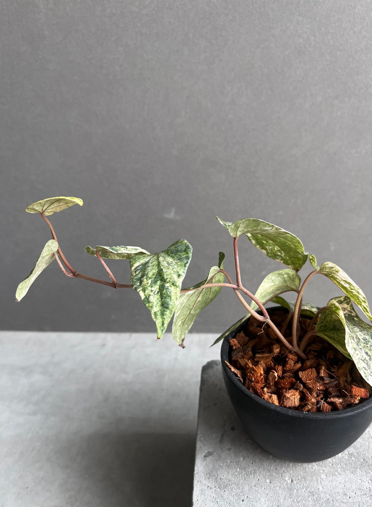 パイパー シルヴァティカム ピンク 斑入 「Piper sylvaticum pink var