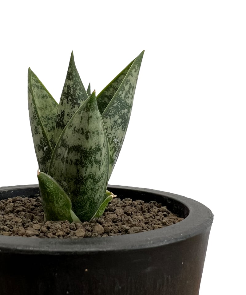 サンセベリア マニー タワー 「Sansevieria Manee Tower」13I | S