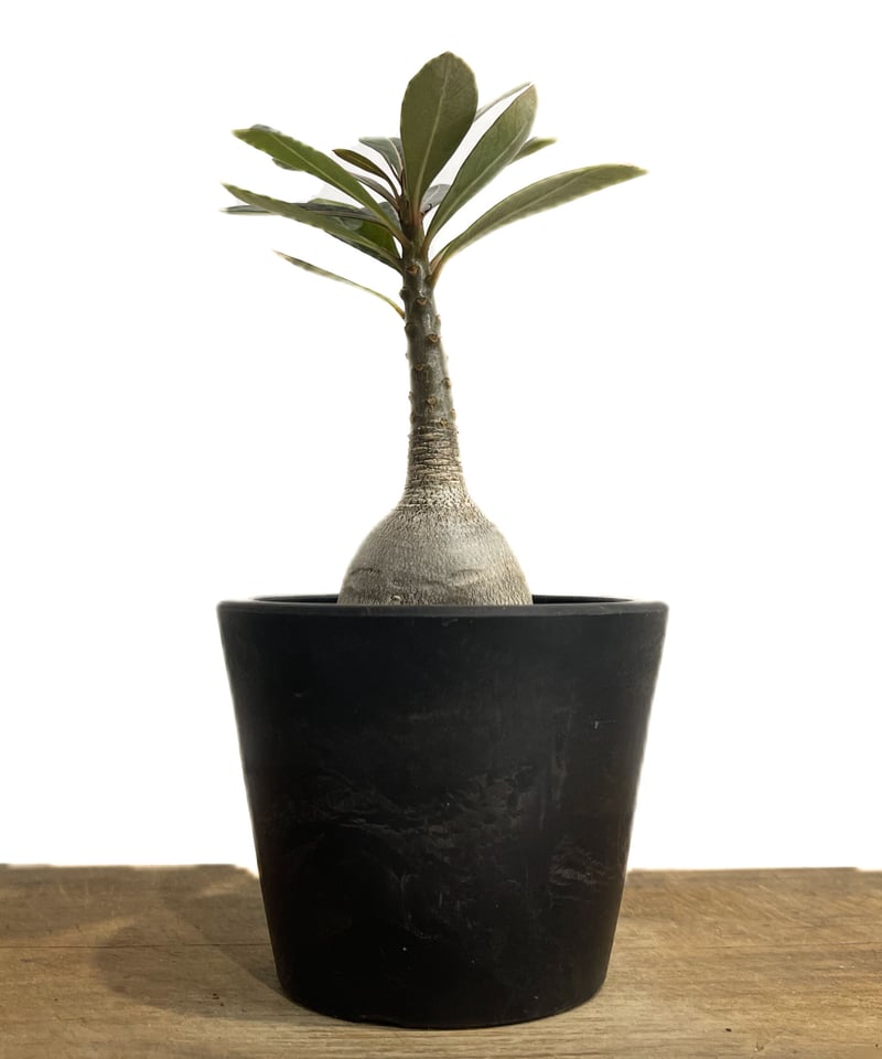 アデニウム ソコトラナム 「Adenium socotranum 」42E-1 | SHOU