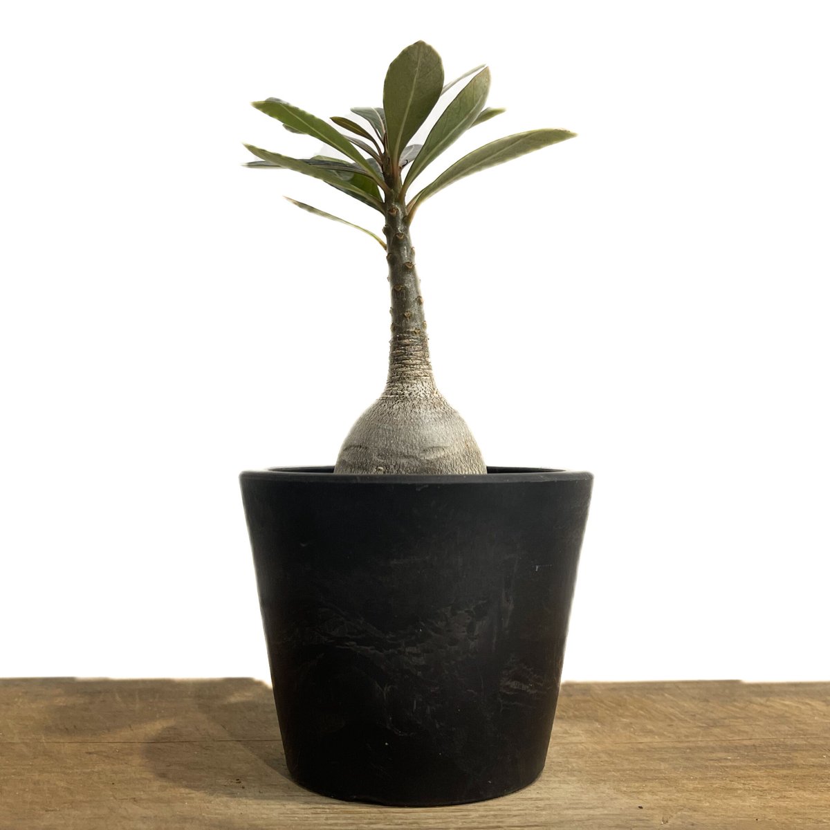 アデニウム　ソコトラナム　純血 アデニウム・ソコトラナム 純血 | さすらいノラ猫の足跡