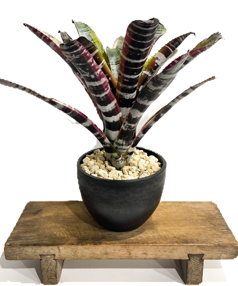 エクメア オットー「Aechmea Otto」2/8-58 | SHOUCHIKUEN