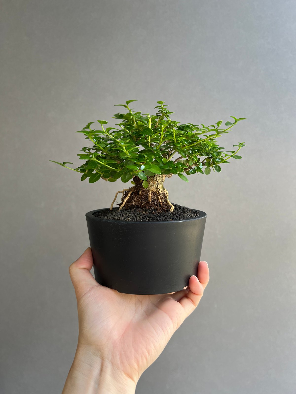 うち” 盆栽 「“UCHI” BONSAI 」69C | SHOUCHIKUEN