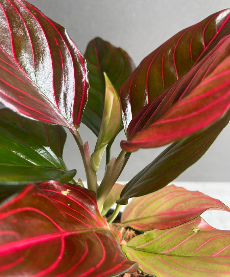 アグラオネマ レッド ベイン 「Aglaonema Red Vein」56B | SHOUCH