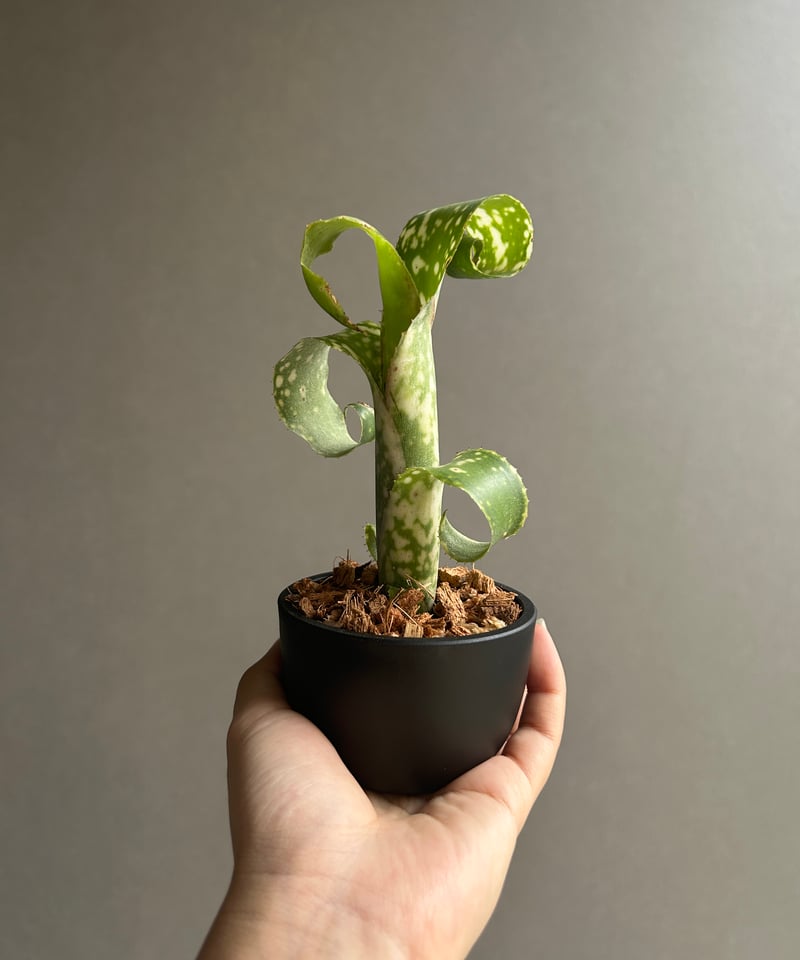 ビルベルギア レプトポーダ 「Billbergia leptopoda」14L | SHOUC