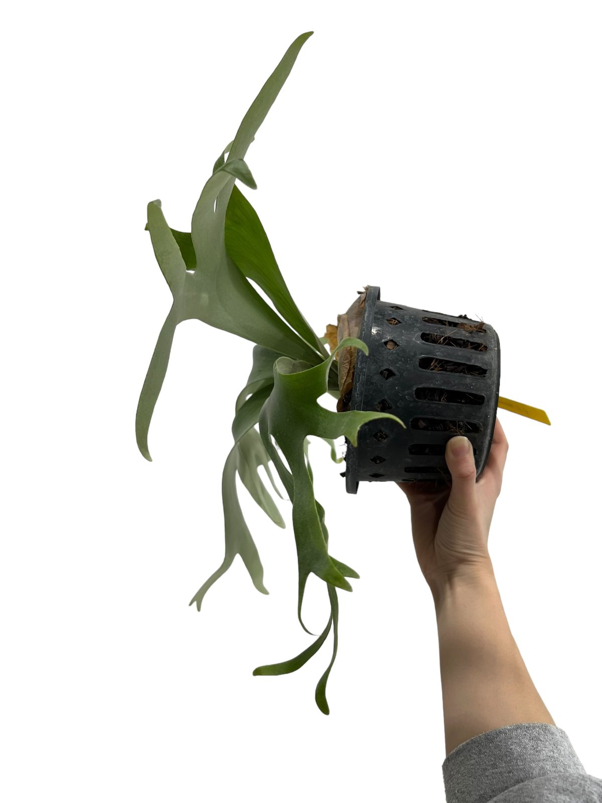 ビカクシダ バンナ #A (子株) 「Platycerium Banna #A (pup)」8