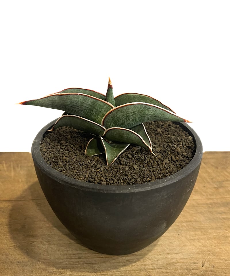 サンセベリア ロリダ 「Sansevieria rorida」5H-1 | SHOUCHIKUEN