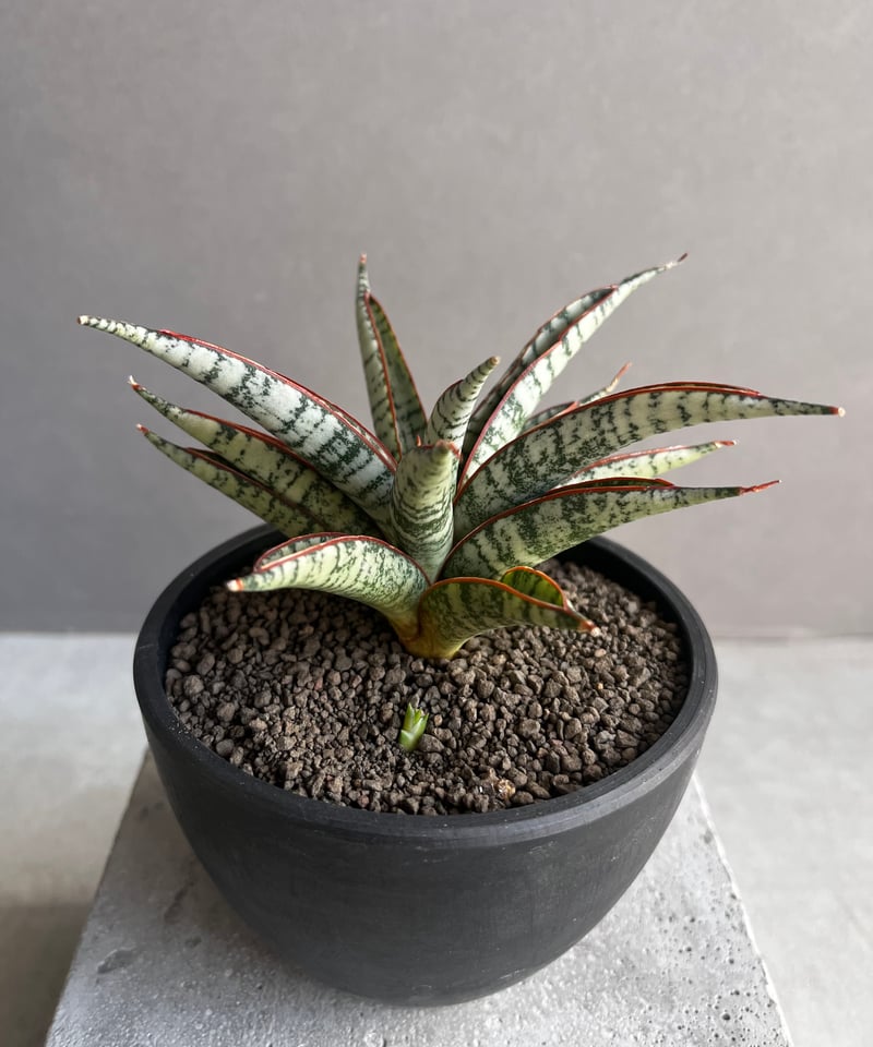 サンセベリア サンシャイン エンジェル 「Sansevieria Sunshine