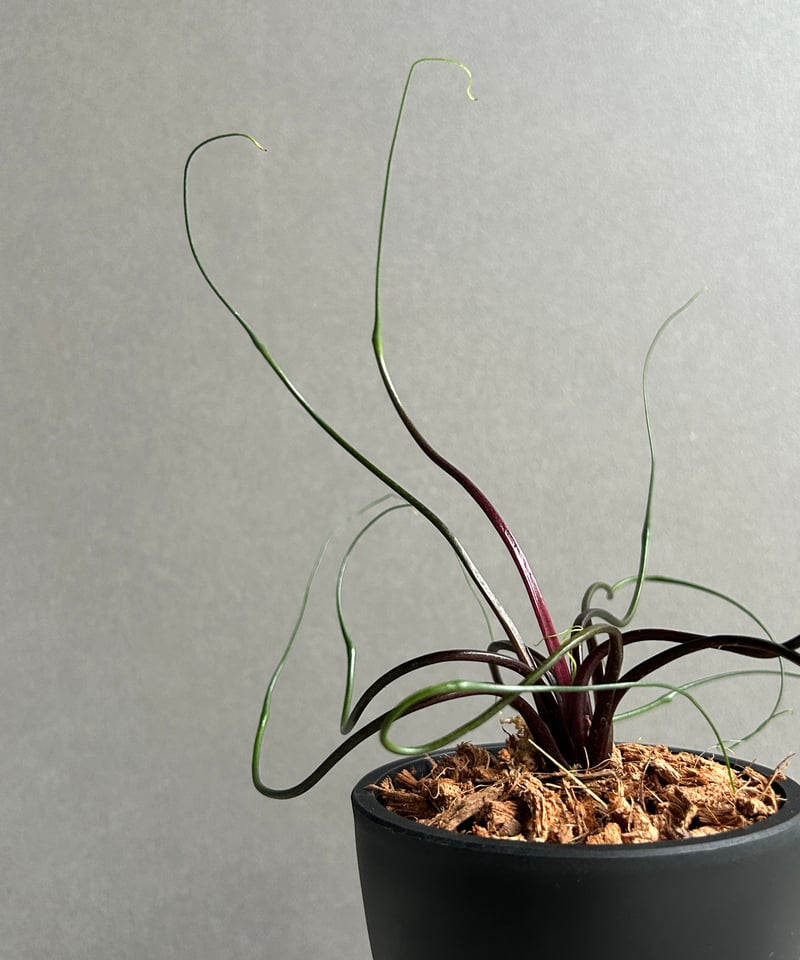 アロカシア プランバエ 'フライングスクイード' 「Alocasia plumbae