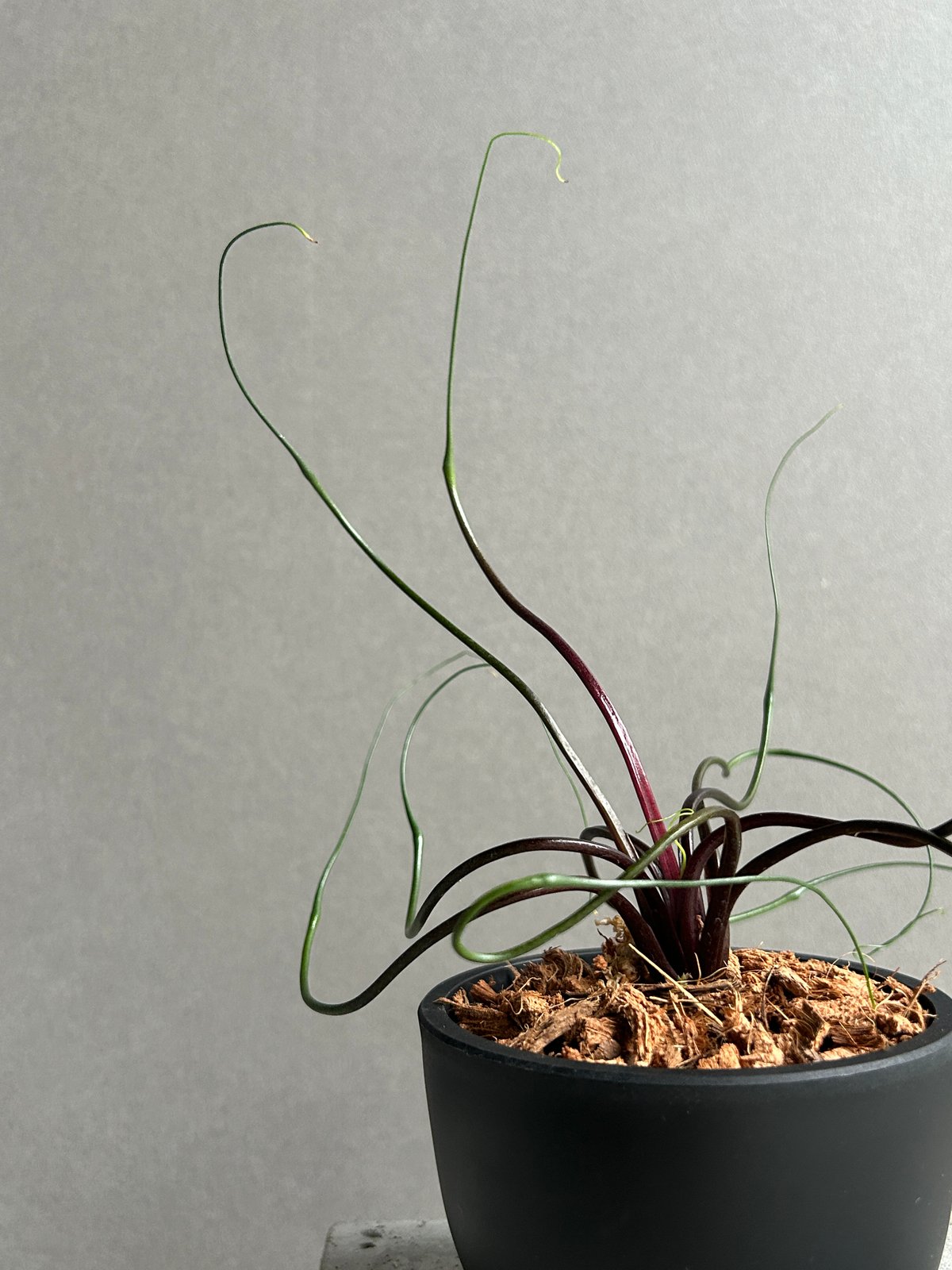 アロカシア フライングスクイード 観葉植物 熱帯植物 Alocasia アロイド アロカシア プランバエ 'フライングスクイッド' 「Alocasia plumbae