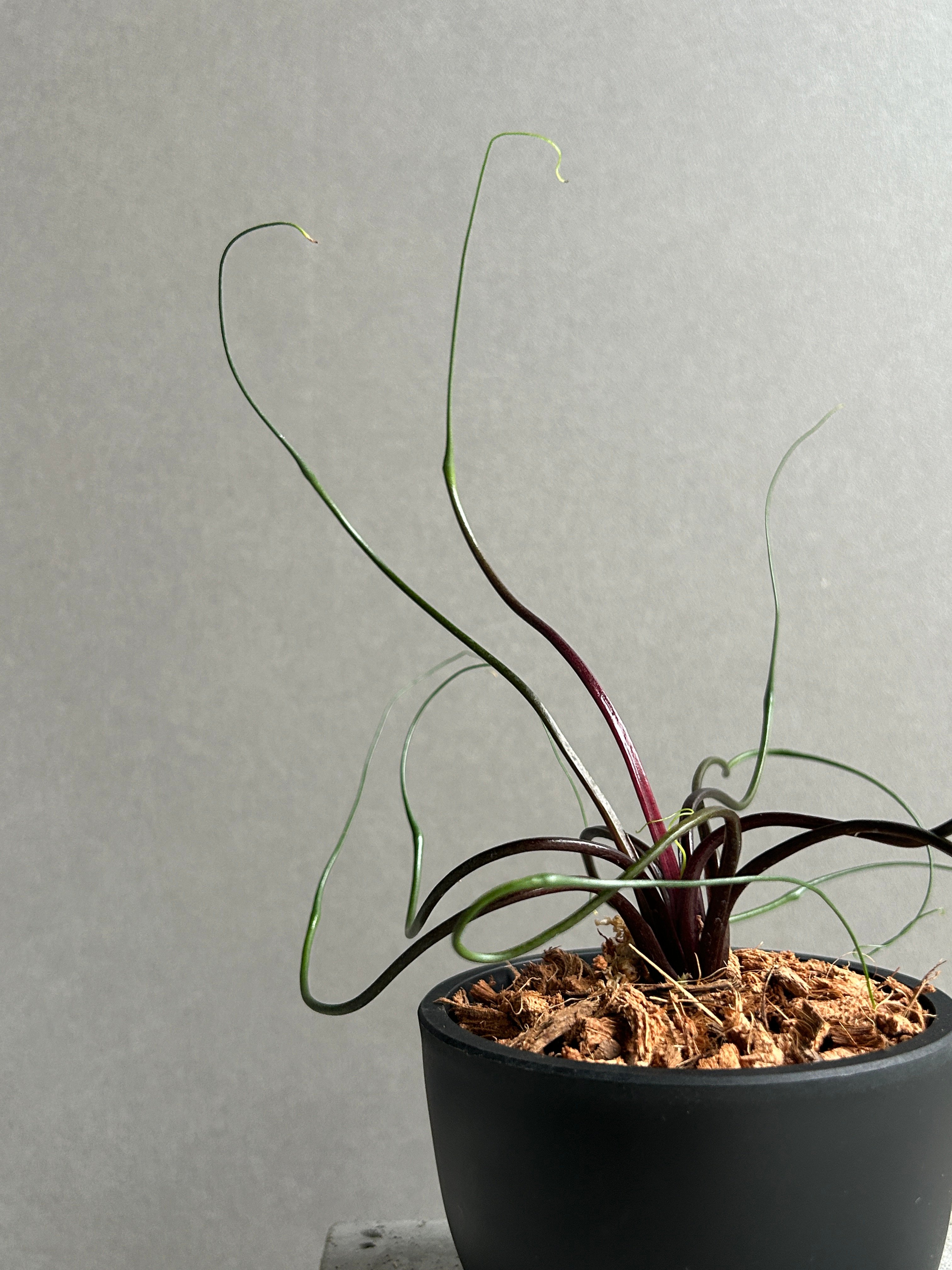 アロカシア プランバエ 'フライングスクイード' 「Alocasia plumbae