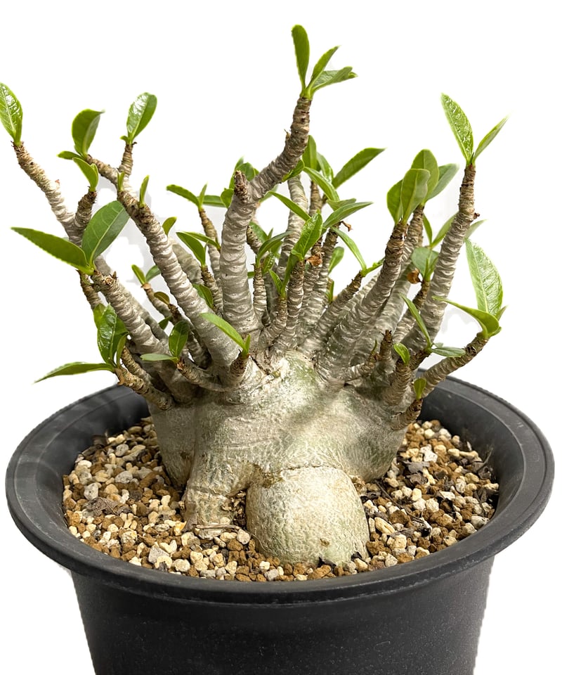 アデニウム アラビカム ドワーフ タイプ「Adenium arabicum dwarf ty