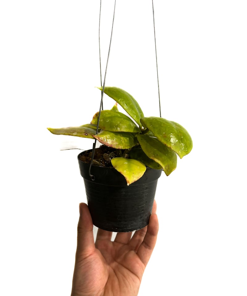 0724＊ホヤ ＊ Hoya ＊ メレディティー ＊meredithii はじめてグリーン系のHoyaのお花が咲きました（Hoya meredithii