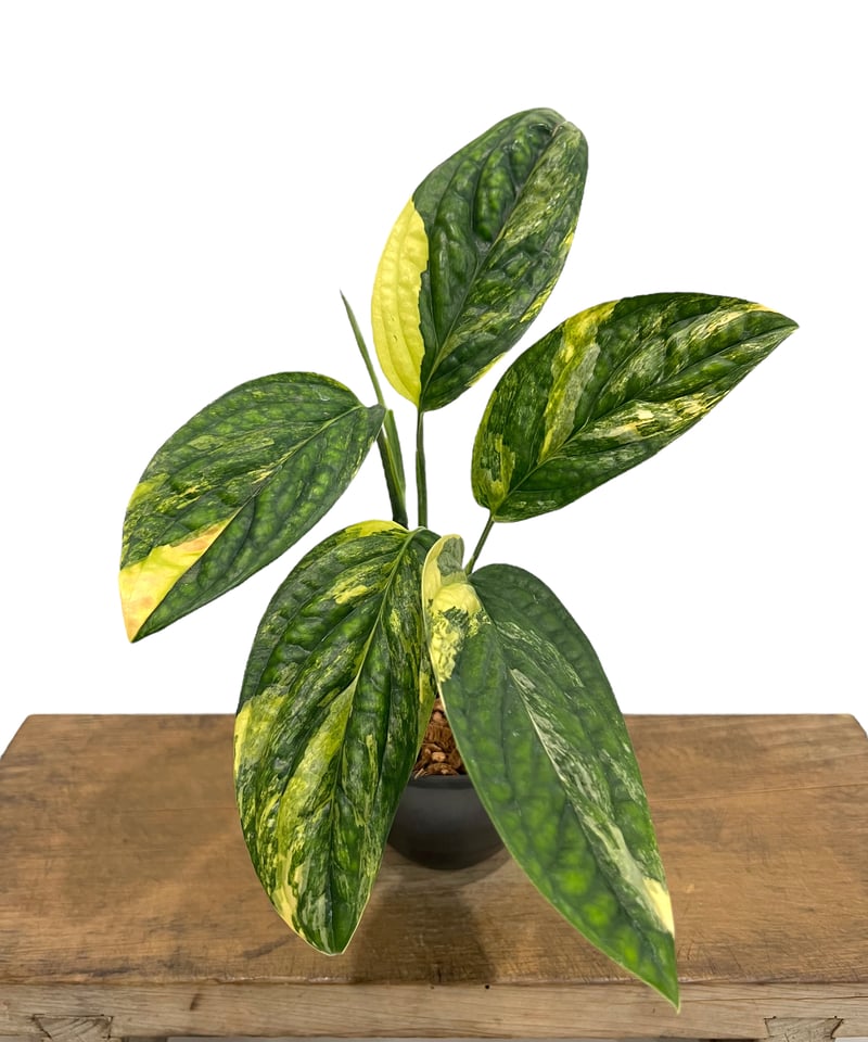 モンステラ カルステニアナム (ペルー) 斑入 「Monstera Karstenianum