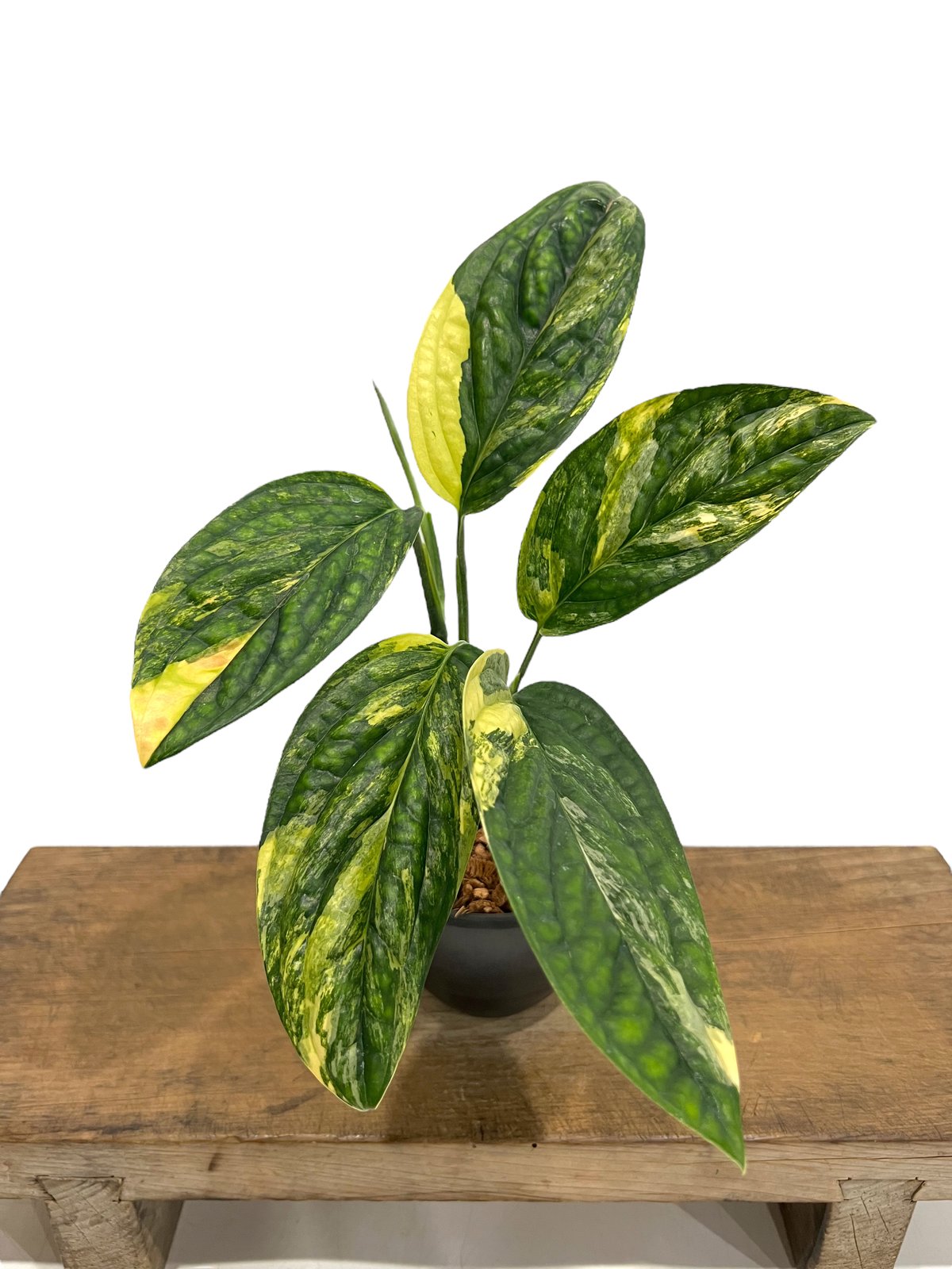 モンステラ カルステニアナム (ペルー) 斑入 「Monstera Karstenianum