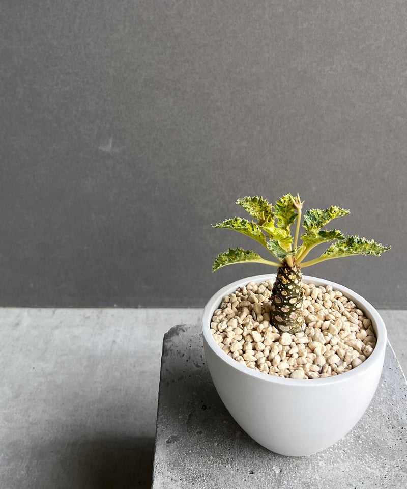 ドルステニア ホルウッディ “スーパー斑入” 「Dorstenia horwoodii “Su