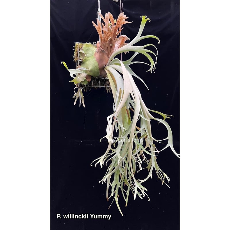 お気に入り P. willinckii ウィリンキー ビカクシダ 植物/観葉植物