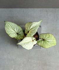 アロカシア ドラゴンスケール アルボ アロカシア ドラゴン スケール アルボ 「Alocasia Dragon Scale