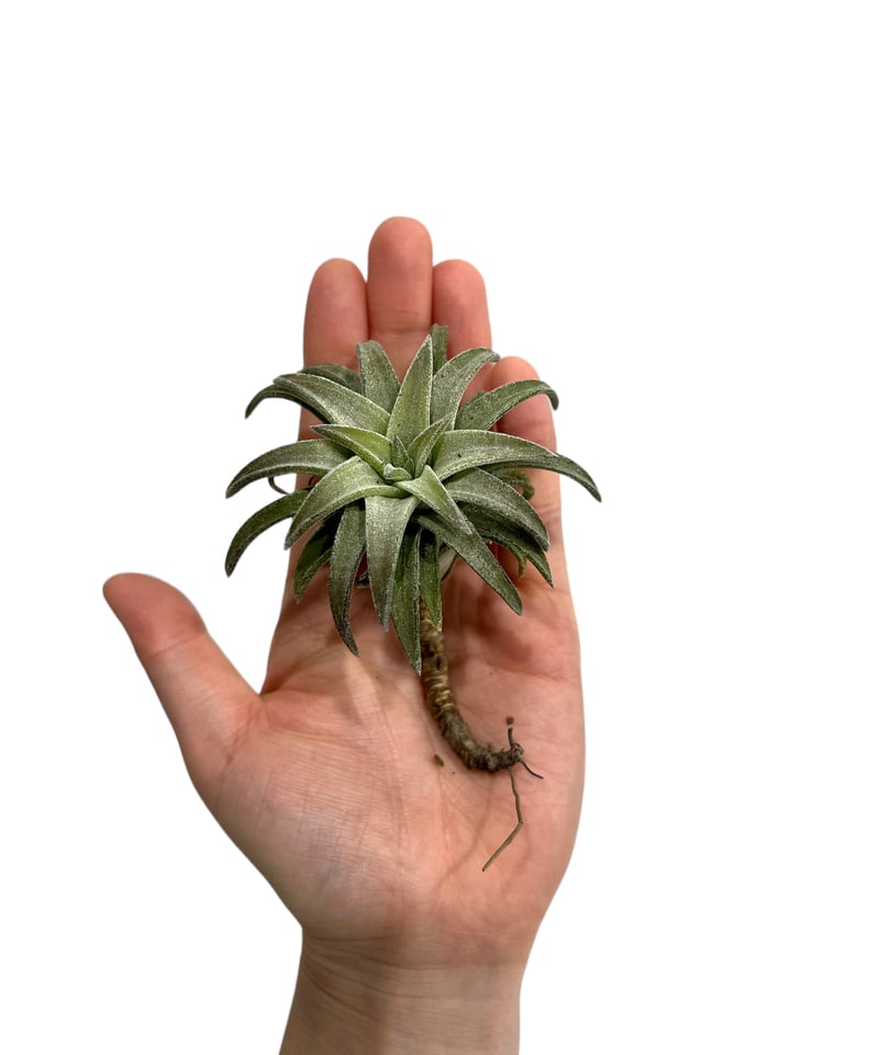 ティランジア バンハイニンギー 'ジャンボ' 「Tillandsia vanhyningii'