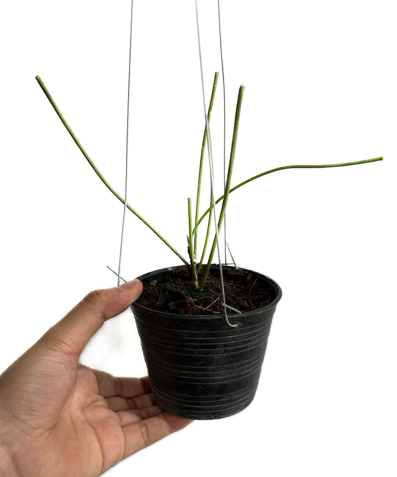 専用です＊0808＊ホヤ ＊ Hoya ホヤ・ポティシィ スプラッシュ 4号 - 植物と暮らす m-plant