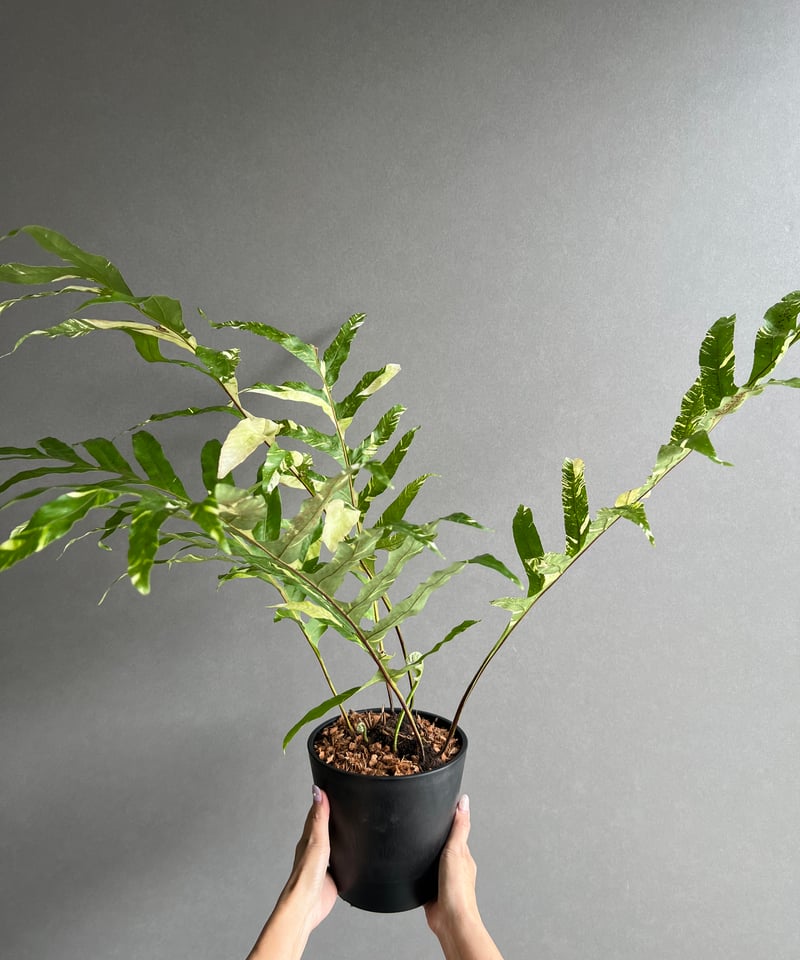 ドリナリア クエルシフォリア 斑入 「Drynaria quercifolia Variega