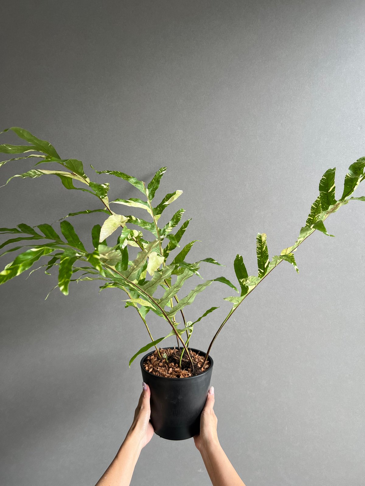 ドリナエア　クェルシフォリア　斑入り ドリナリア クエルシフォリア 斑入 「Drynaria quercifolia