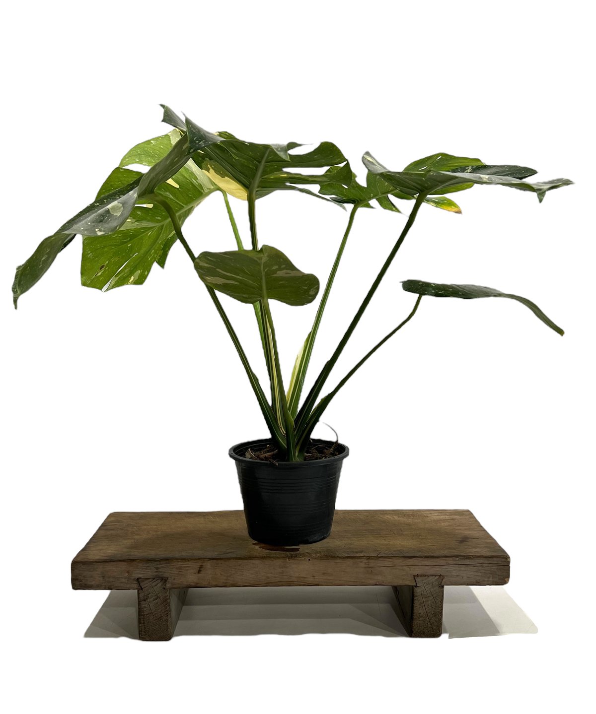 モンステラ タイ コンステレーション 「Monstera deliciosa Thai Con