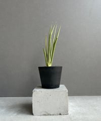 EMP サンセベリア 'ブラック' カラバオ / SA311 サンセベリア ブラック カラバオ 「Sansevieria Black Carabao