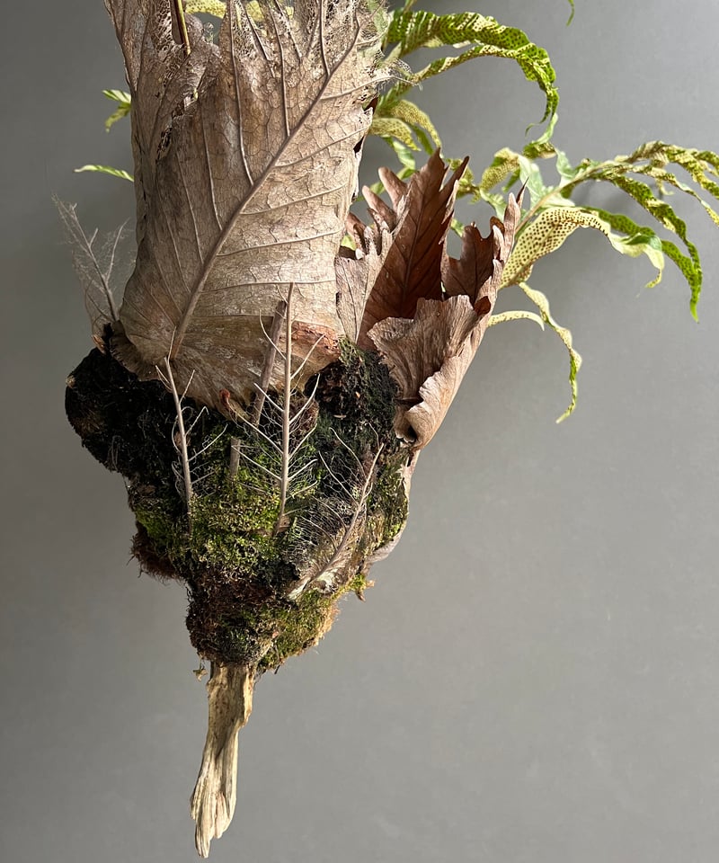 ドリナエア　クェルシフォリア　斑入り ドリナリア クエルシフォリア 斑入 「Drynaria quercifolia