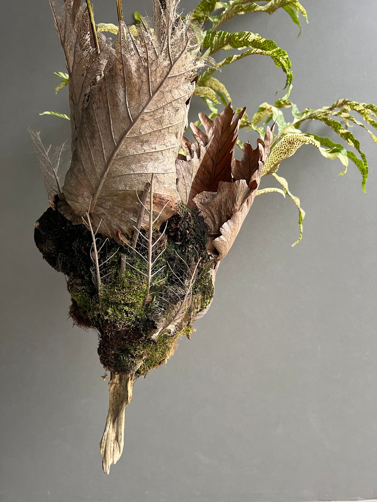 ドリナリア クエルシフォリア 斑入 「Drynaria quercifolia