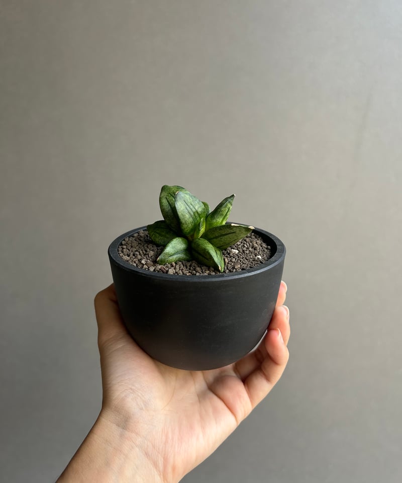 サンセベリア ピラミッド「Sansevieria Pyramid」78L | SHOUCHIKUEN