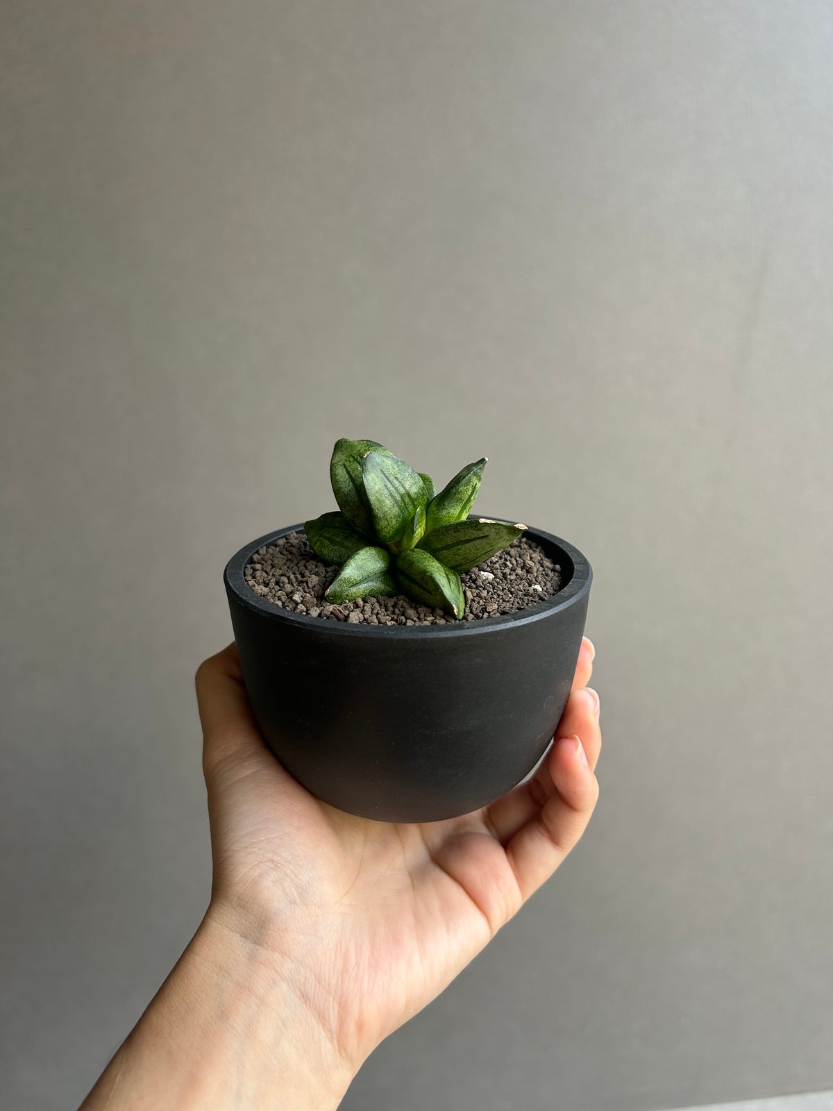 サンセベリア ピラミッド「Sansevieria Pyramid」78L | SHOUCHIKUEN
