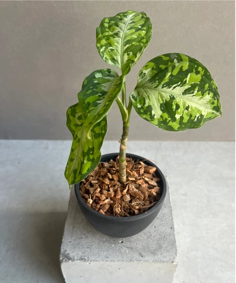 CATEGORY アグラオネマ | SHOUCHIKUEN