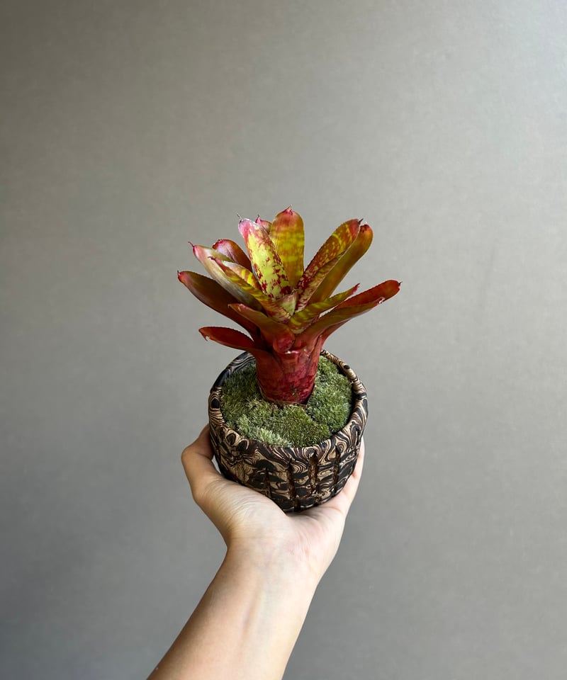ネオレゲリア ワイルド タイガー + plantsmonsters pot「Neoregeli