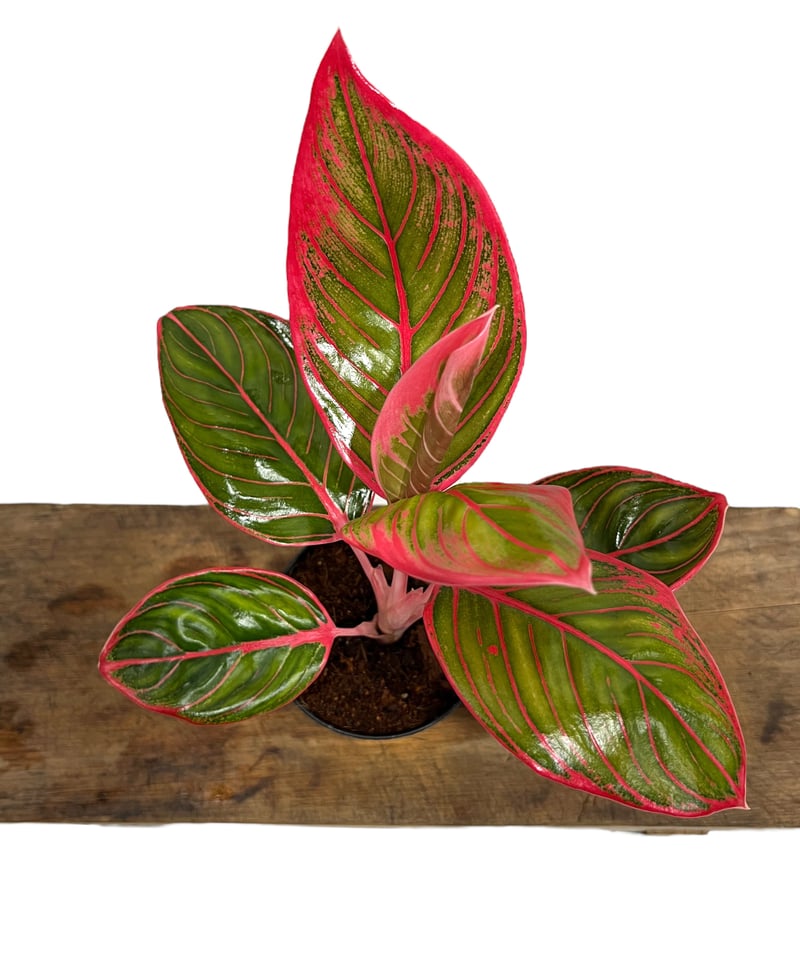 アグラオネマ リップスティック カンザ 「Aglaonema Lipstick
