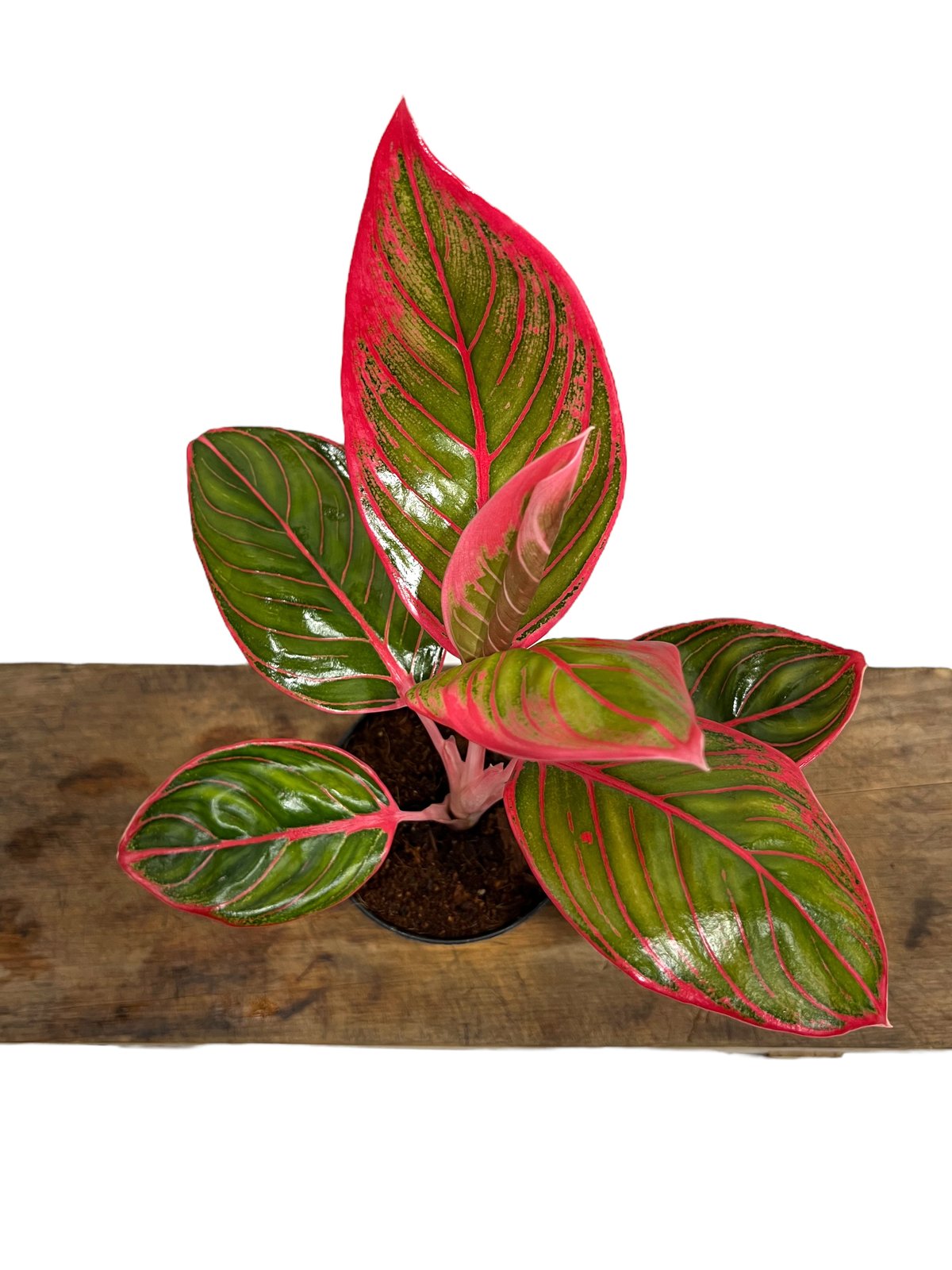 アグラオネマ リップスティック カンザ 「Aglaonema Lipstick Khanza」