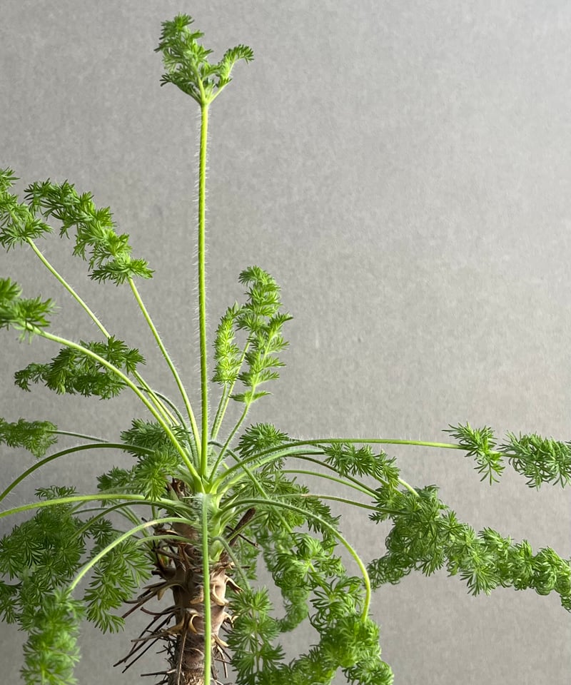 ペラルゴニウム ヒルツム「Pelargonium hirtum」64N | SHOUCHIKUEN