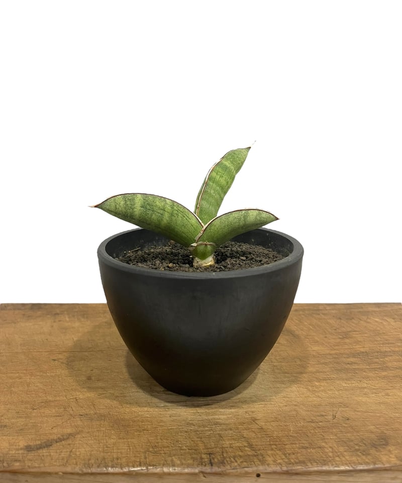 サンスベリア エイレンシスSansevieria Eilensis d サンスベリア Sansevieria Dracaena ・休眠エイレンシス No.15(D