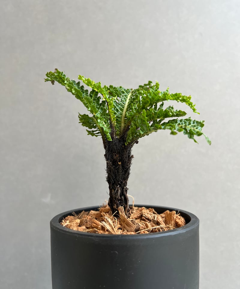 ブレクナム ギッバム ドワーフ 「Blechnum gibbum Dwarf 」63C | S