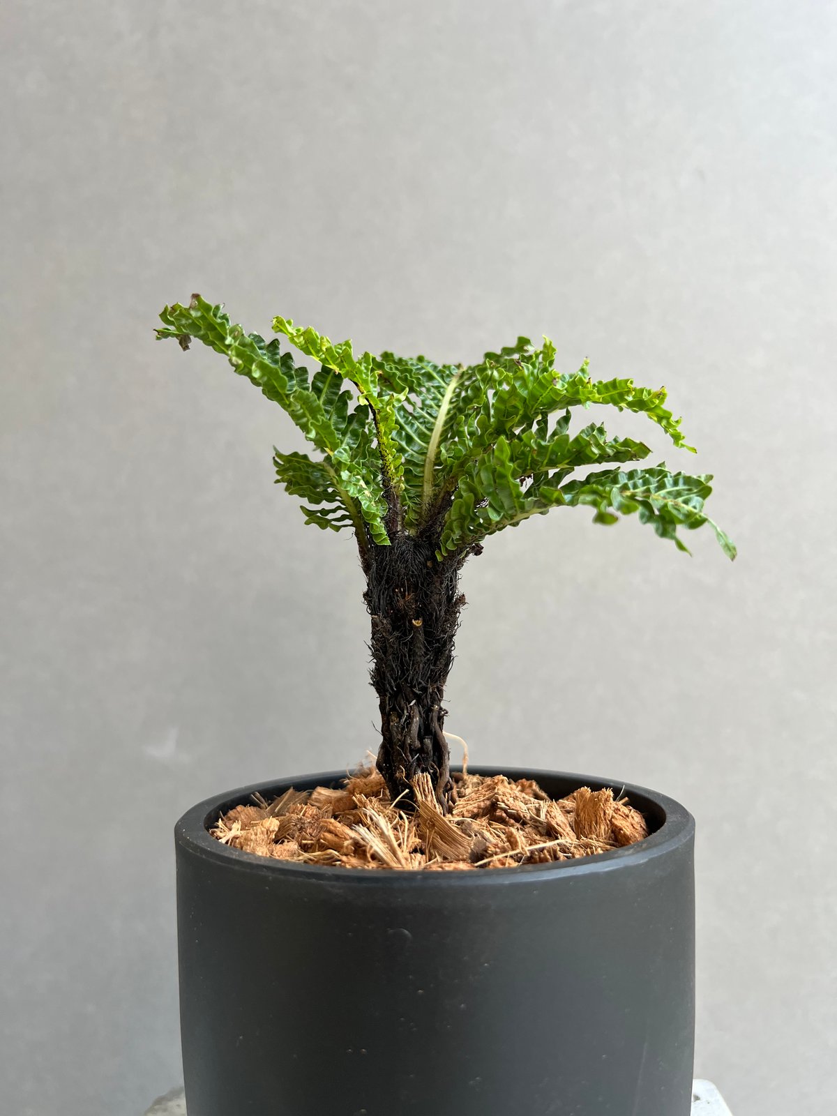 ブレクナム ギッバム ドワーフ 「Blechnum gibbum Dwarf 」63C | S