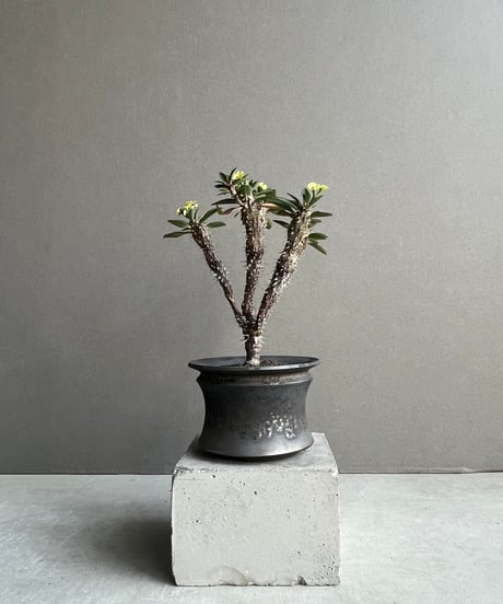 CATEGORY Plants | SHOUCHIKUEN