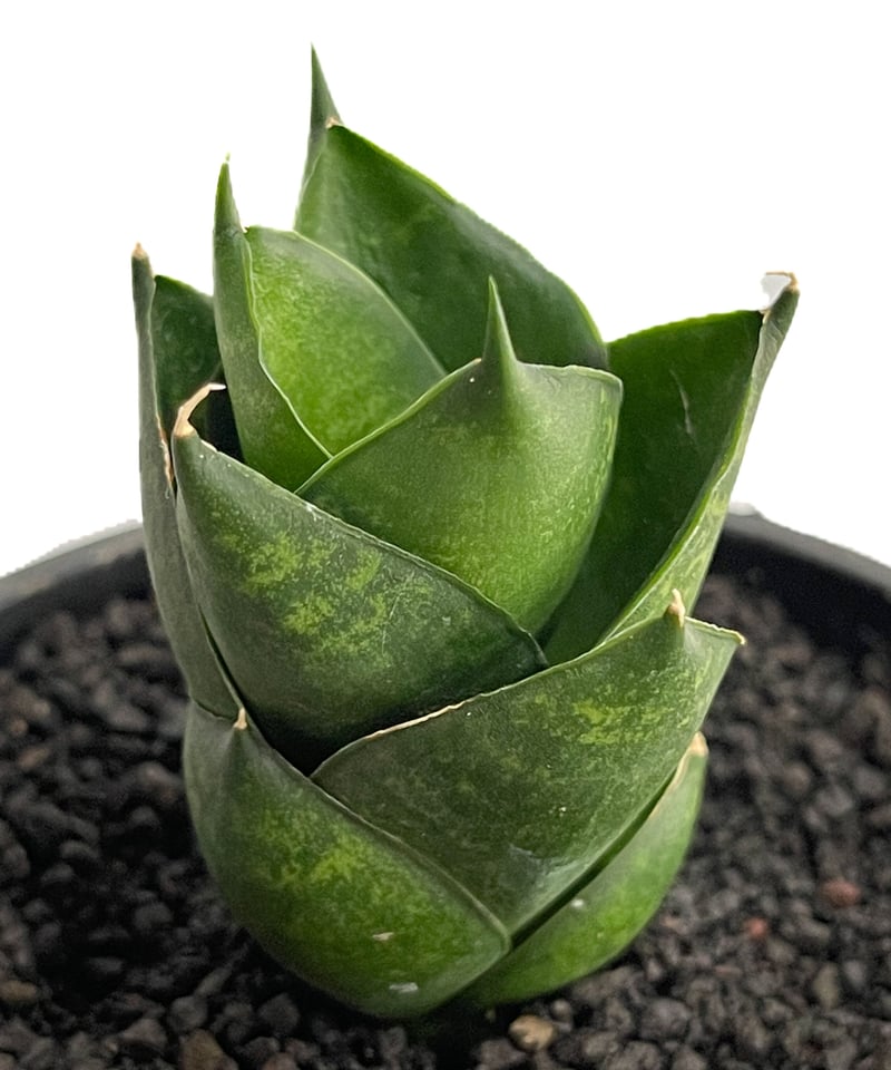 g17 サンスベリア パイフーメイ サンセビリア サンスベリア 3号角鉢 シューター Shooter 6-7cmポット投げ込み