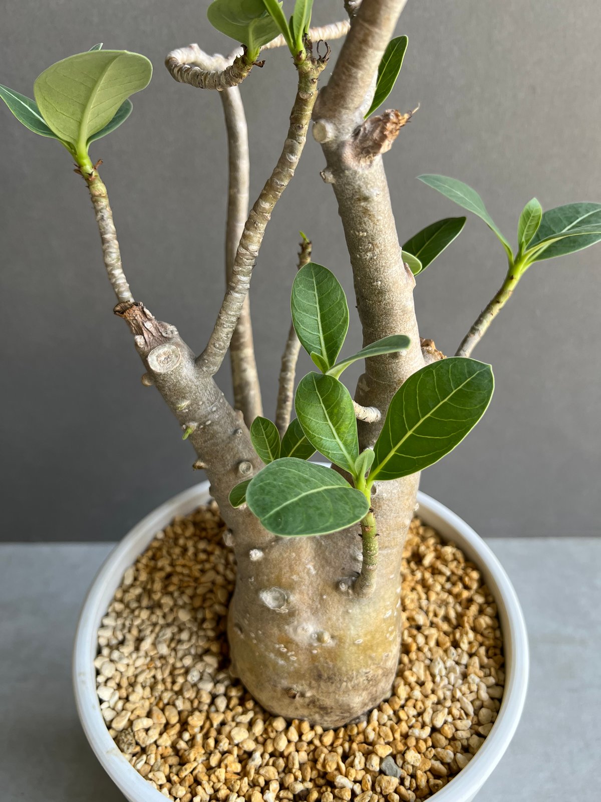 アデニウム オベスム “選抜個体” 「Adenium obesum “Select アデニウム オベスム “選抜個体” 「Adenium obesum “Select
